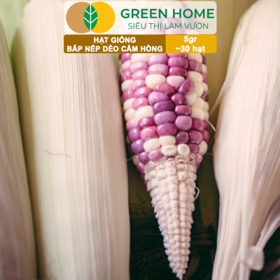 Hạt Giống Bắp Nếp Dẻo Cẩm Hồng, Greenhome, Gói 5GR~30 hạt, Dễ Trồng Quanh Năm, Nảy Mầm Cao, T31