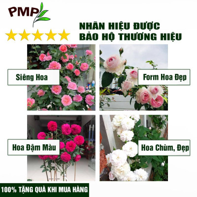 Phân Hữu Cơ PMP Dạng Viên Nén Tan Châm Từ Nhật Bản, Chuyên Dụng Cho Hoa Hồng, Rau Sạch, Cây Cảnh 1Kg