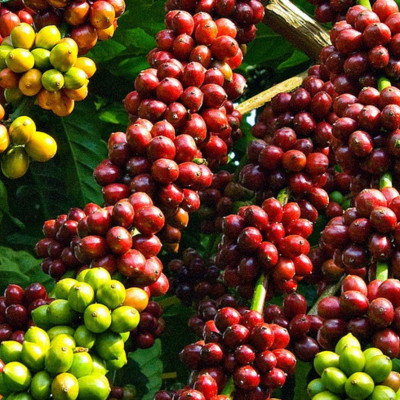 Tinh dầu Cà Phê (Coffee) 100ml Mộc Mây - tinh dầu thiên nhiên nguyên chất 100% - chất lượng và mùi hương vượt trội