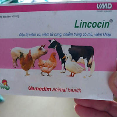 vemedim Lincocin ( combo 10 ống)