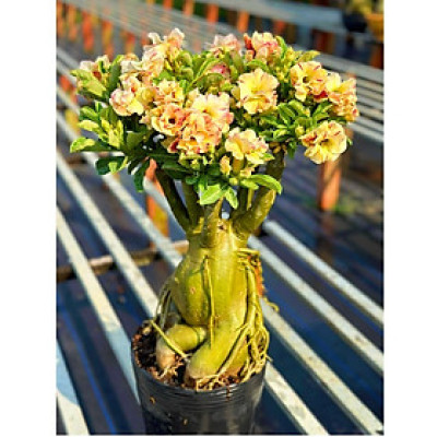 Hạt giống hoa sứ ghép Thái Lan mỏ vịt hoa vàng - Bịch 10 hạt – Mã số 2093 - 2