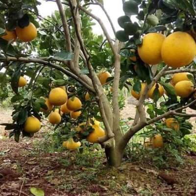 Tinh dầu Bưởi Chùm (bưởi Hồng, bưởi Úc) 100ml Mộc Mây - tinh dầu thiên nhiên nguyên chất 100% - chất lượng và mùi hương vượt trội