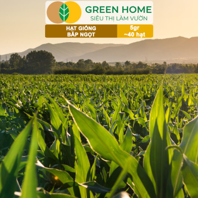 Hạt Giống Bắp Ngọt, Greenhome, Gói 5GR~40 hạt, Dễ Trồng Quanh Năm, Nảy Mầm Cao, T29