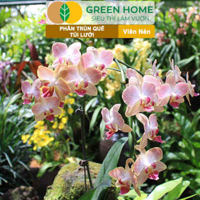 Phân Trùn Quế Viên Nén Greenhome, Lavamix, Túi lưới, Bao 36 Túi,  Dinh Dưỡng Hữu Cơ, Không Mùi, Tốt Cho Lan, Bonsai, Rau