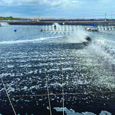 SỰ KẾT HỢP HOÀN HẢO CỦA ACID AMIN, VITAMIN VÀ SORBITOL GIÚP TĂNG CƯỜNG CHỨC NĂNG GIẢI ĐỘC GAN, NÂNG CAO KHẢ NĂNG TÁI TẠO TẾ BÀO GAN BỊ TỔN THƯƠNG CHO TÔM CÁ MAX LIVER