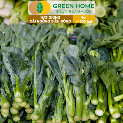 Hạt Giống Cải Ngồng Siêu Bông Huge GreenHome, Gói 5gr~1000 hạt, Dễ Trồng Quanh Năm, Thân Mập R25