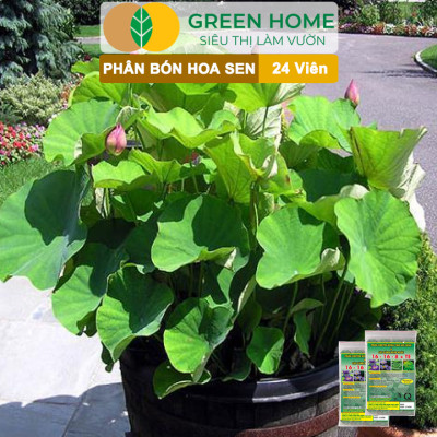 Phân Bón Hoa Sen Greenhome, Vỉ 24 Viên, Cây Thuỷ Sinh, Ngập Nước, Cho Hoa To, Hoa Đậm Màu, Lâu Tàn, Tốt Lá