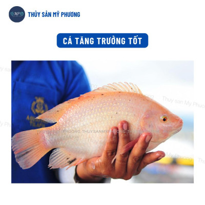 Chống sốc bổ sung vitamin điện giải khoáng Vitalec Fish Plus tăng sức đề kháng khỏe cho tôm thẻ cá lươn ếch ốc ba ba