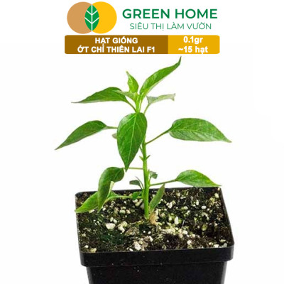 Hạt Giống Ớt Chỉ Thiên Greenhome, Gói 1gr, Sai Trái, Siêu Cay, Dễ Trồng Quanh Năm, Nảy Mầm Cao, Thu Hoạch Nhanh G10