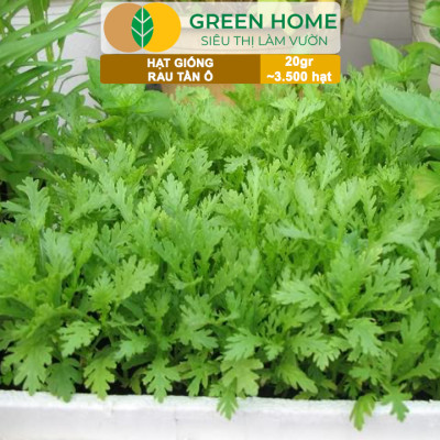 Hạt Giống Rau Tần Ô Greenhome, Gói 20g~3500 hạt, Cải Cúc Dễ Trồng, Thu Hoạch Nhanh R02