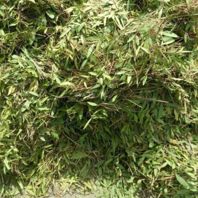 Tinh dầu Tràm gió Organic hữu cơ 100ml Mộc Mây - tinh dầu thiên nhiên nguyên chất 100% - dùng xông tắm ngừa cảm lạnh, ngừa côn trùng cắn đốt cho Bé, Trẻ sơ sinh và Trẻ nhỏ | An toàn cho làn da nhạy cảm của Bé