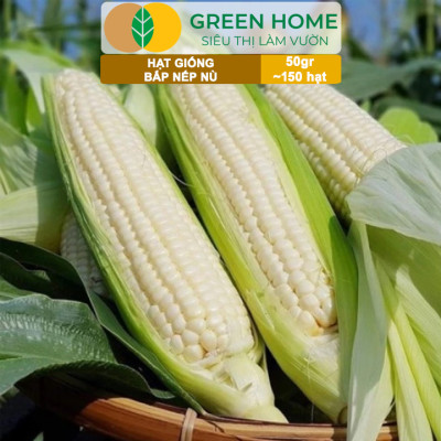 Hạt Giống Bắp Nếp Nù, Greenhome, Gói 50GR~150 hạt, Dễ Trồng Quanh Năm, Nảy Mầm Cao, T33