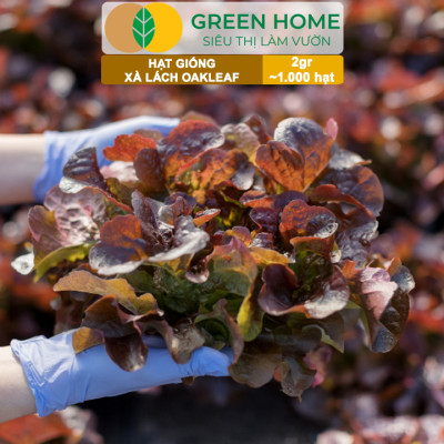 Hạt Giống Xà Lách Oakleaf, Gói 5gr~ 1000 hạt, Dễ Trồng Quanh Năm, Thu Hoạch Nhanh, Năng Suất Cao R22