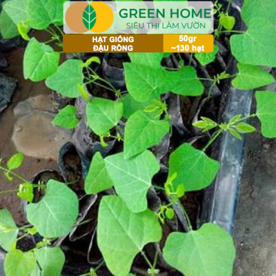 Hạt Giống Đậu Rồng Green Home, GÓI 50GR, Dễ Trồng Quanh Năm, Nảy Mầm Cao, Thu Hoạch Nhanh T46