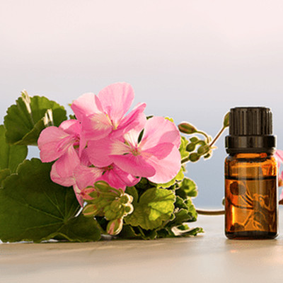Tinh dầu Hoa Phong Lữ nguyên chất 100% từ thiên nhiên, xông phòng, khử mùi, thơm phòng, đuổi muỗi, thư giản - KingOil