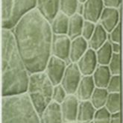 Thắt Lưng Nữ Da Đà Điểu Huy Hoàng HT5404 - Xanh Lá