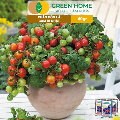 Phân Bón Lá Trung Vi Lượng CamBi Nhật, GreenHome,Gói 40Gr, Siêu Tăng Trưởng Cho Cây Trồng