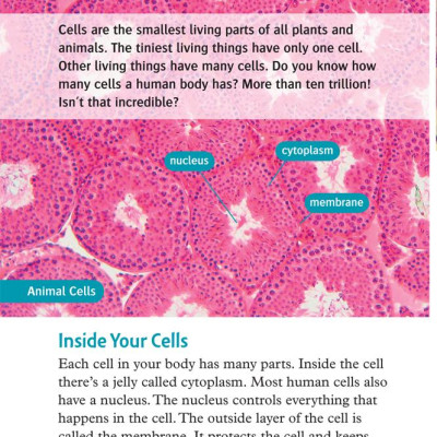 Oxford Read and Discover 6 Your Amazing Body