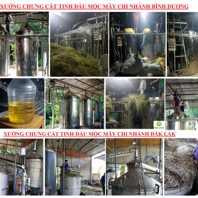 Tinh dầu Chanh tươi (Chanh Thái) 50ml Mộc Mây - tinh dầu thiên nhiên nguyên chất 100% - chất lượng và mùi hương vượt trội - Có kiểm định