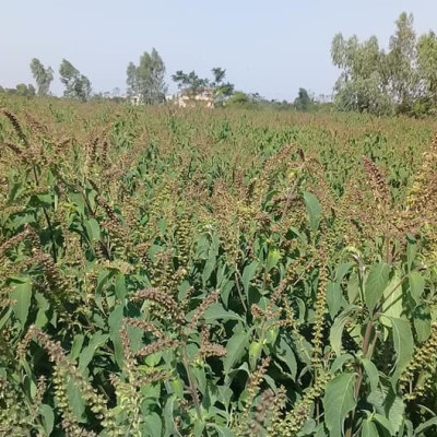 Tinh dầu Hương Nhu 10ml Mộc Mây - tinh dầu thiên nhiên nguyên chất 100% - chất lượng và mùi hương vượt trội - chuyên gia chăm sóc tóc hư tổn