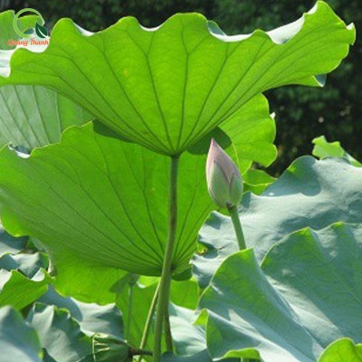 Bột Lá Sen Quảng Thanh Gói 100 gr - 100% Nguyên Chất Sấy Lạnh - Ngủ ngon, giảm mỡ máu, giảm cân