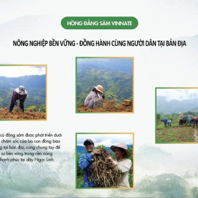 Hồng Đẳng Sâm Ngâm Mật Ong Vinnate