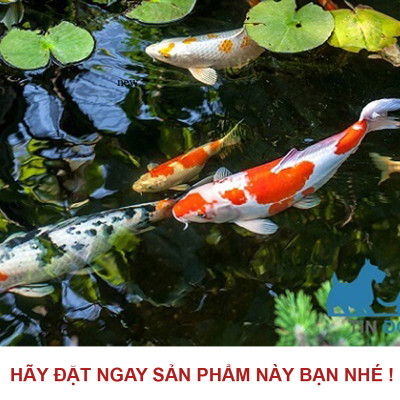 6 Gói Thức Ăn Cá Cảnh, cám Cá Koi hạt nhỡ 3mm (Cho cá size 8cm trở lên) - Nhanh lên size, lên màu, tăng cường sức đề kháng 500Gr