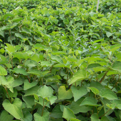 Bột Diếp Cá Sấy Lạnh Nguyên Chất Quảng Thanh Hộp 30g  - Giảm mở, giảm cân, kháng viêm, hỗ trợ trĩ, táo bón