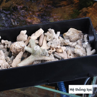 4KG San Hô Vụn vật liệu lọc hồ cá, trang trí bể cá, hồ thủy sinh cao cấp 