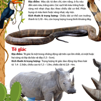 Khám Phá Thế Giới Động Vật 5 Châu - Châu Phi
