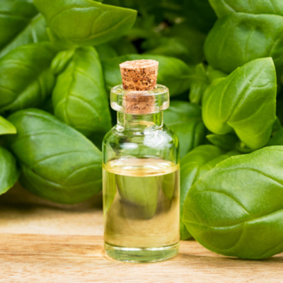 Tinh dầu Húng Quế (Basil Essential Oil) nguyên chất từ thiên nhiên, xông phòng, khử mùi, thơm phòng, đuổi muỗi - KingOil