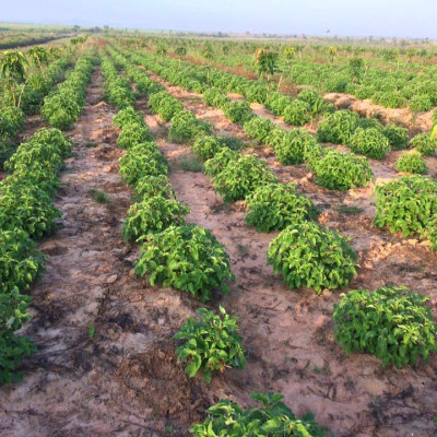 Tinh dầu Hương Nhu 10ml Mộc Mây - tinh dầu thiên nhiên nguyên chất 100% - chất lượng và mùi hương vượt trội - chuyên gia chăm sóc tóc hư tổn