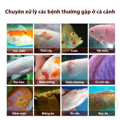 Xử lý bệnh Biozym Bacterial Control xử lý nấm vi khuẩn virus bể thủy sinh cá tép cảnh