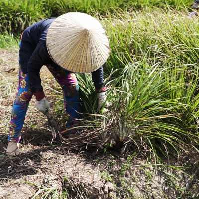 Tinh dầu Sả Chanh Organic Mộc Mây - tinh dầu nguyên chất từ thiên nhiên - chất lượng và mùi hương vượt trội