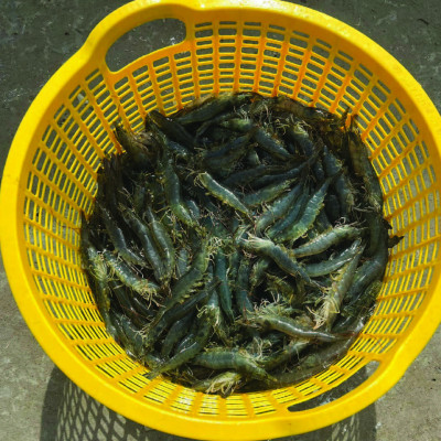 Cung cấp Nucleotide cho tôm NUPLEX