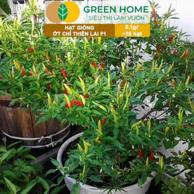 Hạt Giống Ớt Chỉ Thiên Greenhome, Gói 1gr, Sai Trái, Siêu Cay, Dễ Trồng Quanh Năm, Nảy Mầm Cao, Thu Hoạch Nhanh G10