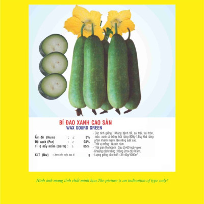 Hạt giống bí đao xanh F1 - Bí chanh giống khỏe trái sai VTP05
