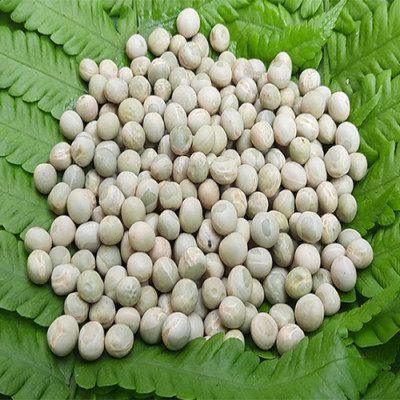 Đậu hà lan xanh không biến đổi gen_ Dry Peas non GMO _ xuất xứ Canada