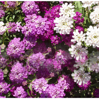 Hạt giống Hoa Tổ Ong nhiều màu VTS201