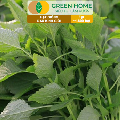Hạt Giống Rau Kinh Giới, Bao 1gr~1800 hạt, Dễ Trồng, Nảy Mầm Cao, Thu Hoạch Nhanh, Năng Suất Cao G12
