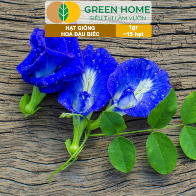 Hạt Giống Hoa Đậu Biếc Greenhome, Gói 1gr~15 hạt, Sai Hoa, Màu Rực Rỡ, Dễ Trồng Quanh Năm, Nảy Mầm Cao H06
