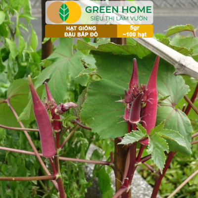 Hạt Giống Đậu Bắp Đỏ Greenhome, Gói 5gr~100 hạt, Dễ Trồng Quanh Năm, Nảy Mầm Cao, Thu Hoạch Nhanh T34