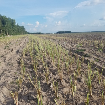 Tinh dầu Sả Chanh Mộc Mây - Xuất khẩu Châu Âu, nguyên chất 100% từ thiên nhiên, xông phòng, khử mùi, thơm phòng, đuổi muỗi, thư giản